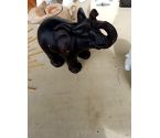 ELEPHANT TERE CUITE
