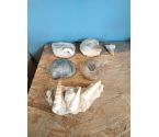 DECORATION FOSSILE