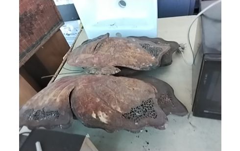 PAPILLONS METAL