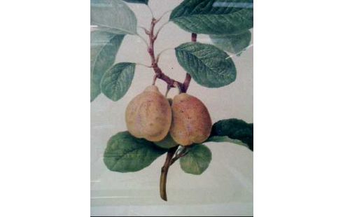 KUNSTDRUCK I.R. BOTANICA PFIRSICHE