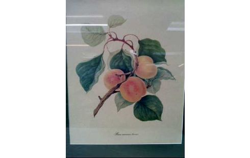 KUNSTDRUCK I.R. BOTANICA PFIRSICHE