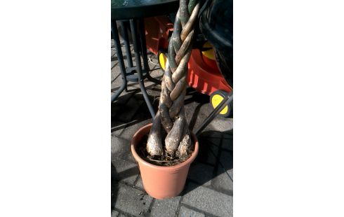 PLANTE L UNITE