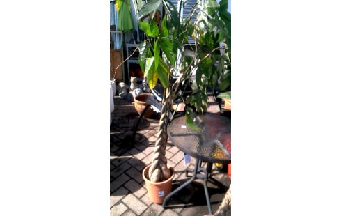 PLANTE L UNITE
