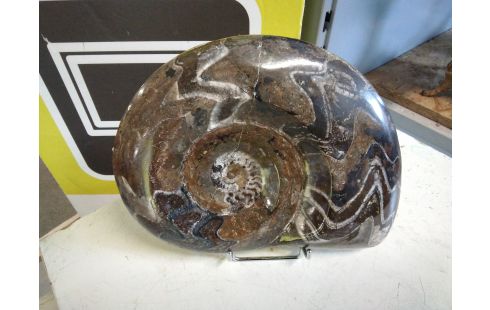 DECORATION FOSSILE AMMONITE