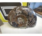 DECORATION FOSSILE AMMONITE