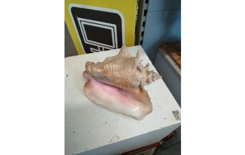 DECORATION COQUILLAGE LAMBI
