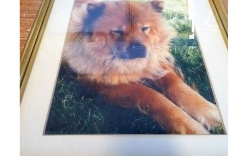 CADRE CHIEN