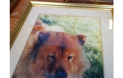CADRE CHIEN