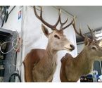 TROPHEE TETE DE CERF