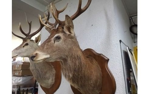 TROPHEE TETE DE CERF GM