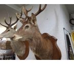TROPHEE TETE DE CERF GM