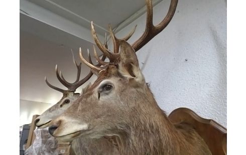 TROPHEE TETE DE CERF GM
