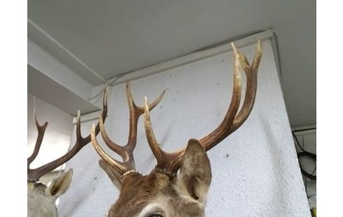 TROPHEE TETE DE CERF GM