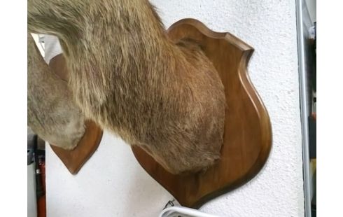 TROPHEE TETE DE CERF GM