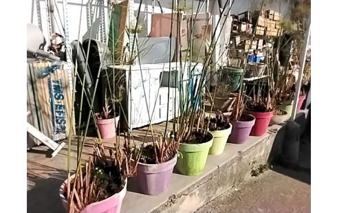 PLANTE PAPYRUS