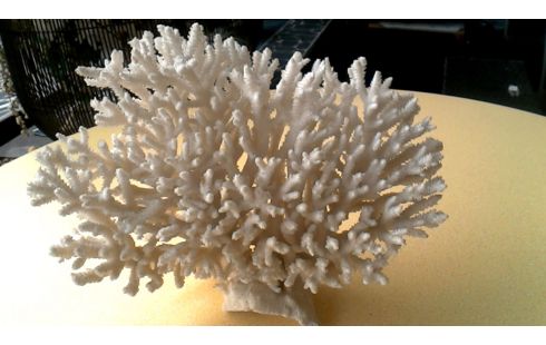 OBJET DECO BLANCHE CORAIL