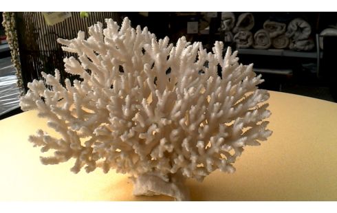 OBJET DECO BLANCHE CORAIL