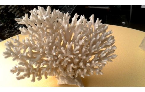 OBJET DECO BLANCHE CORAIL