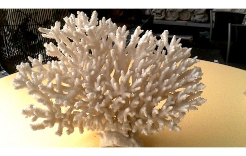 OBJET DECO BLANCHE CORAIL