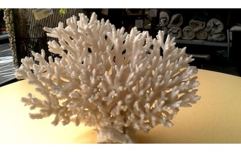 OBJET DECO BLANCHE CORAIL
