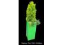 Troc - Image Produit