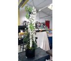 PLANTES  DECO