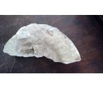 GEODE  FOSSILE   TGM