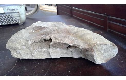 GEODE  FOSSILE   TGM