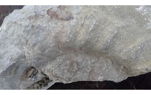 GEODE  FOSSILE   TGM