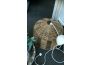 Troc - Image Produit