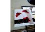 Troc - Image Produit