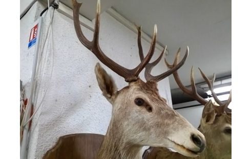TROPHEE TETE DE CERF