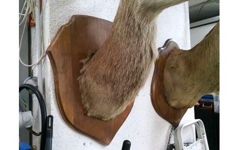 TROPHEE TETE DE CERF