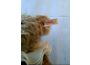 Troc - Image Produit