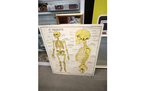 AFFICHE SCOLAIRE ANATOMIE