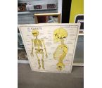 AFFICHE SCOLAIRE ANATOMIE